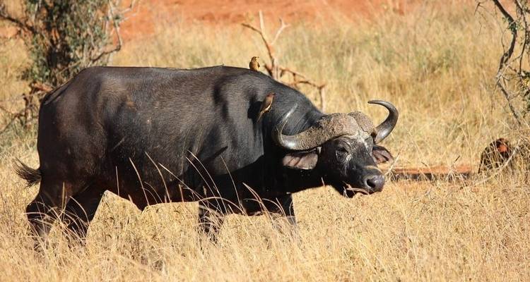 Safari de 3 jours à Tsavo Est et Ouest - Africa Vacation Safaris 8