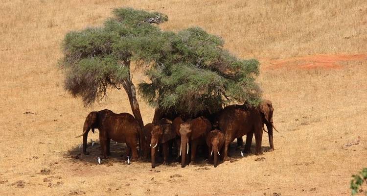 Safari de 3 jours à Tsavo Est et Ouest - Africa Vacation Safaris 6