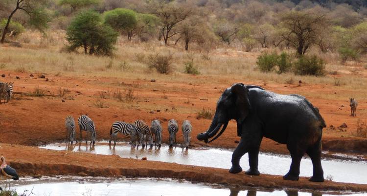 Safari de 3 jours à Tsavo Est et Ouest - Africa Vacation Safaris 2