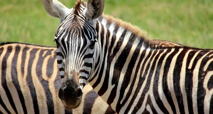 Safari de 3 jours à Tsavo Est et Ouest - Africa Vacation Safaris 4