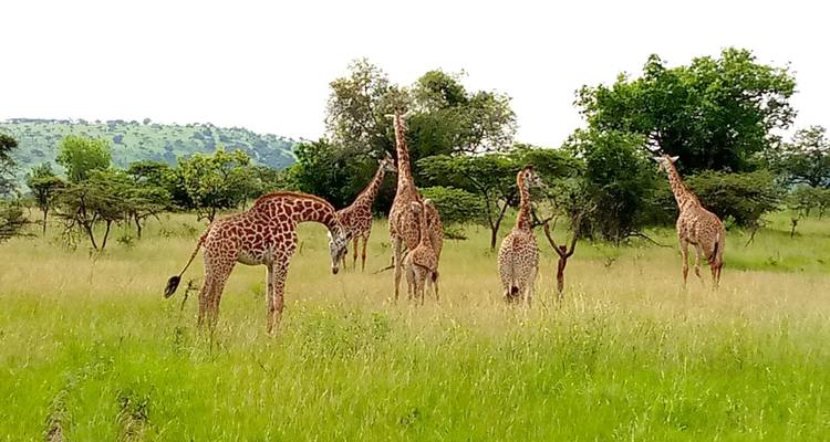 Giraffen grasen auf einer grasbewachsenen Wiese.