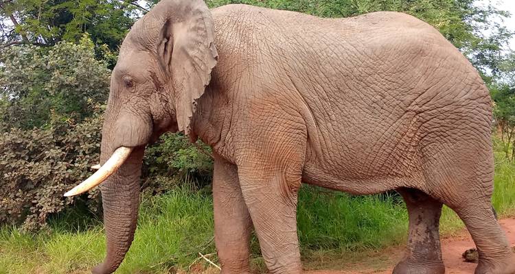 Großer Elefant, der in einer natürlichen Landschaft wandelt.