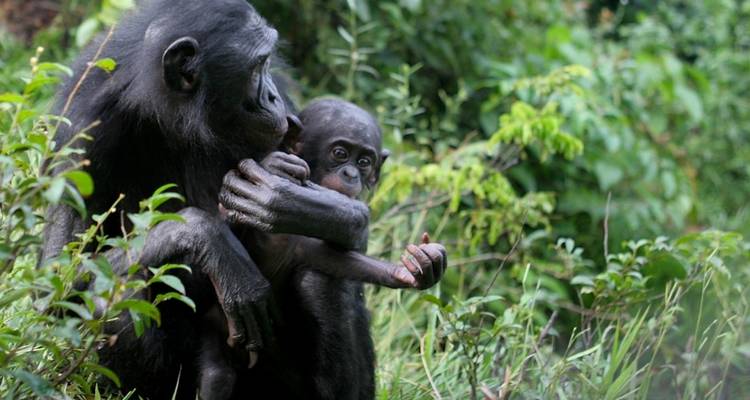 Chimpanzee holding a baby surrounded by foliage.