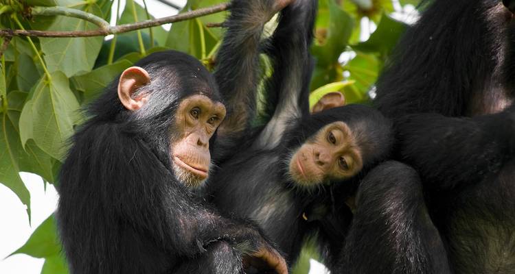 Two young chimpanzees playing on a tree.