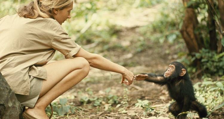 Person interacting with a baby chimpanzee.