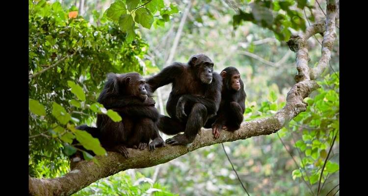 Three chimpanzees sitting on a tree branch.