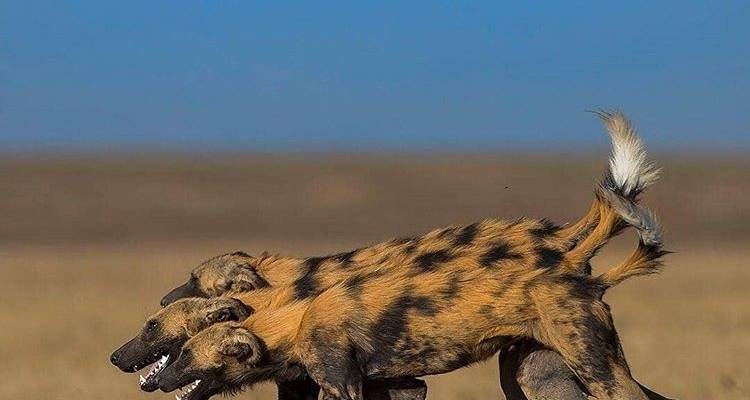 7 jours de safari en camping dans les parcs nationaux les plus visités d'Afrique - African Polecat Safaris 9