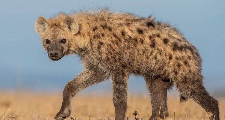7 jours de safari en camping dans les parcs nationaux les plus visités d'Afrique - African Polecat Safaris 7