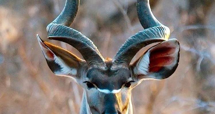 7 jours de safari en camping dans les parcs nationaux les plus visités d'Afrique - African Polecat Safaris 3