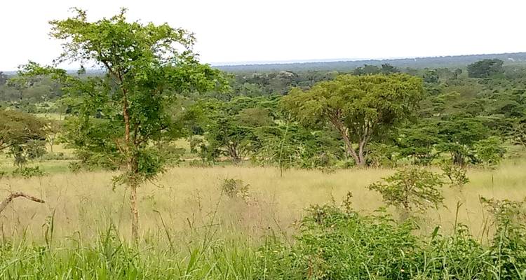 Savannah landscape with tall grass and scattered trees.