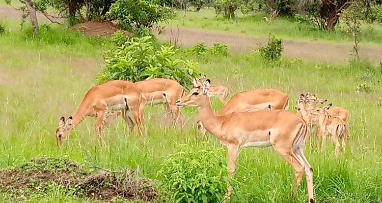 Group of antelopes grazing in a green field.