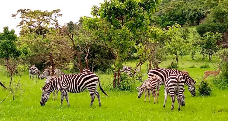 Zebras grazing in a green landscape.