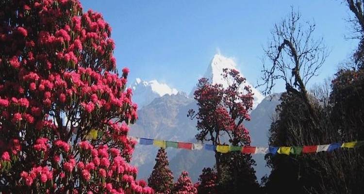 9 jours Annapurna Panorama Trek - Nepal Eco Adventure Pvt.Ltd 2