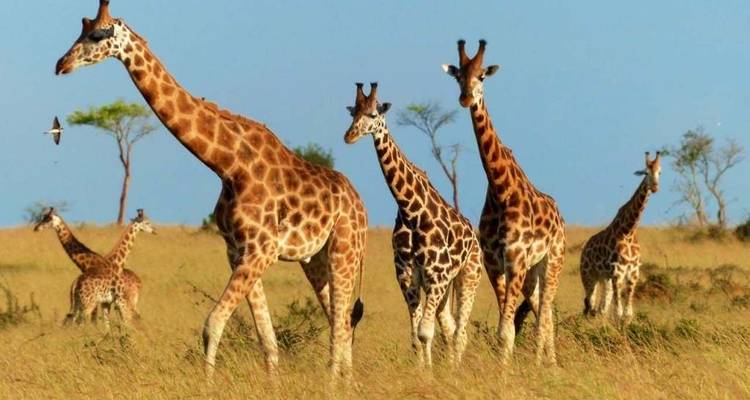Several giraffes standing in an open savannah with a clear blue sky.