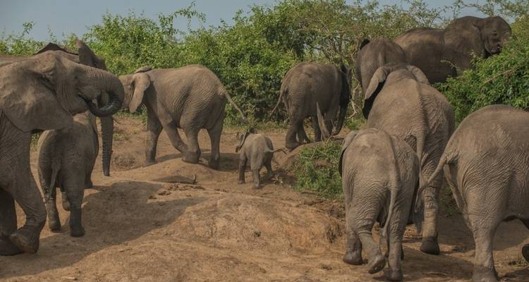 A group of elephants walking through a natural habitat.