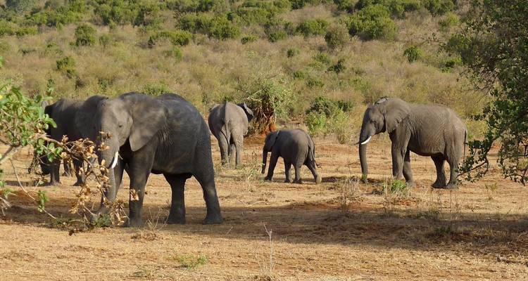SAFARI CÔTIER DE 5 JOURS À AMBOSELI, TSAVO EST ET TSAVO OUEST - Bencia Africa Adventure and Safaris 6