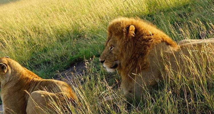 SAFARI CÔTIER DE 5 JOURS À AMBOSELI, TSAVO EST ET TSAVO OUEST - Bencia Africa Adventure and Safaris 2