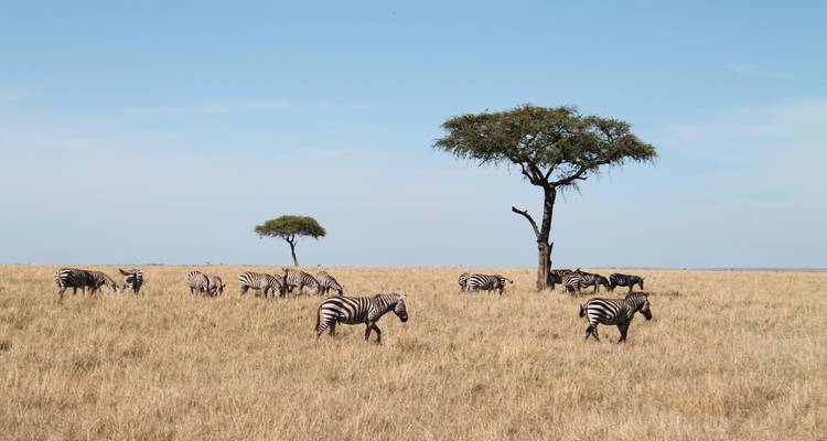 SAFARI CÔTIER DE 5 JOURS À AMBOSELI, TSAVO EST ET TSAVO OUEST - Bencia Africa Adventure and Safaris 4