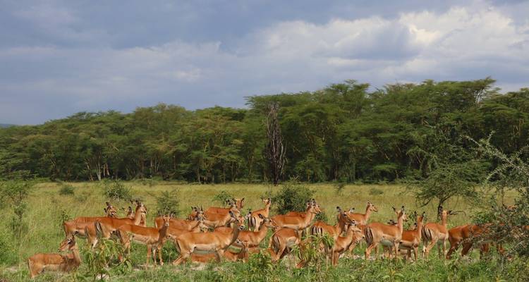 SAFARI CÔTIER DE 5 JOURS À AMBOSELI, TSAVO EST ET TSAVO OUEST - Bencia Africa Adventure and Safaris 7