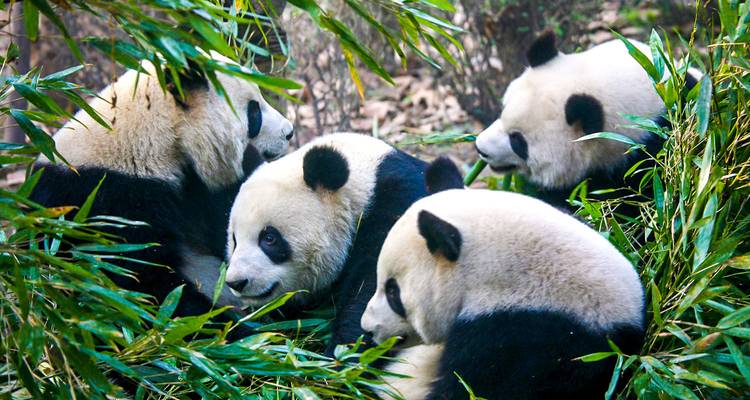 9 Days Small Group Tour: Beijing, Xi'an & Chengdu, Luxury Hotels - Agate Travel 5