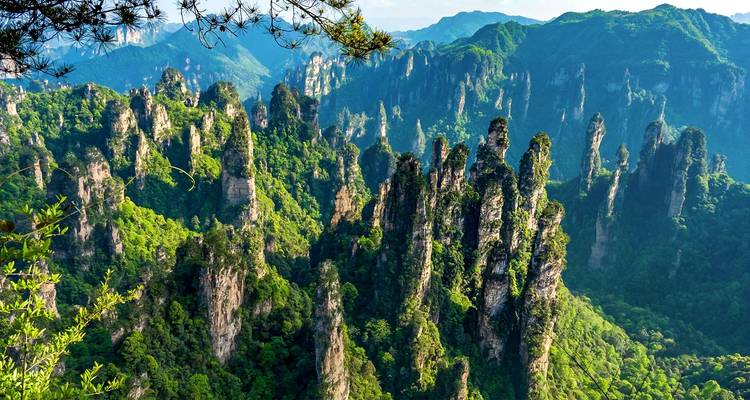 Los espectaculares pilares de cuarcita cubiertos de bosque se elevan abruptamente desde los exuberantes valles del Parque Nacional de Zhangjiajie.