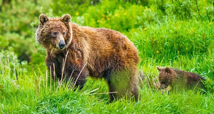 Une ourse et son ourson dans une forêt verdoyante luxuriante.