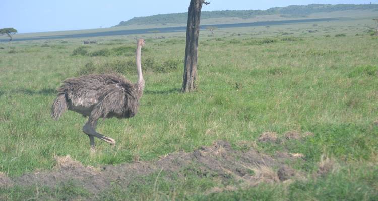 Safari económico en Glamping de 9 días por Kenia y Tanzania - Exciting Africa Holidays 3