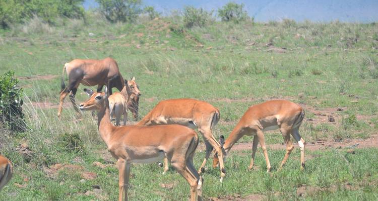 Safari económico en Glamping de 9 días por Kenia y Tanzania - Exciting Africa Holidays 2