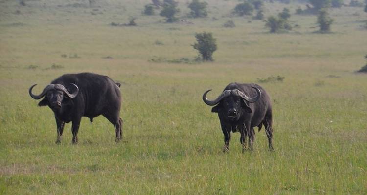 Safari económico en Glamping de 9 días por Kenia y Tanzania - Exciting Africa Holidays 1