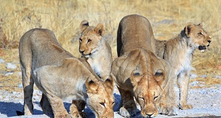 Con campamento de 3 días en el Parque Nacional de Etosha - Discovery Transfers and Tours 2