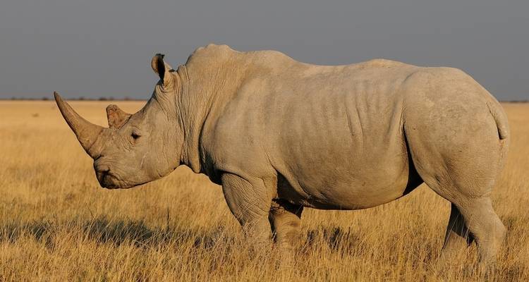 Con campamento de 3 días en el Parque Nacional de Etosha - Discovery Transfers and Tours 1