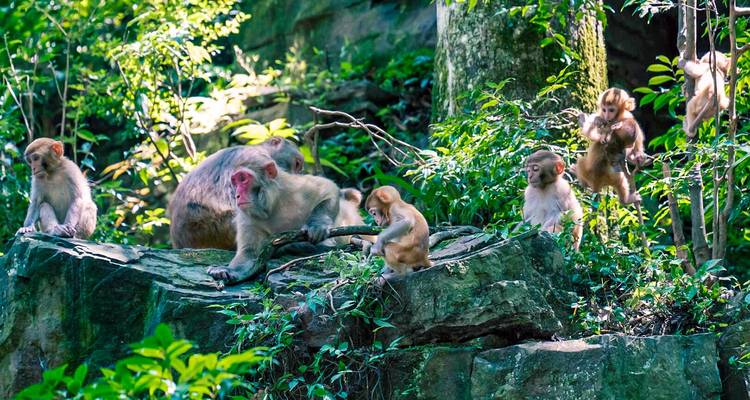 Familia de monos macacos trepando y jugando en afloramientos rocosos en una exuberante selva