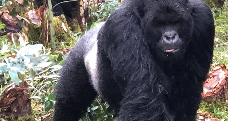 Experience Uganda Gorilla trekking from Kigali (Exclusively Private) - Devine African Safaris Ltd 4