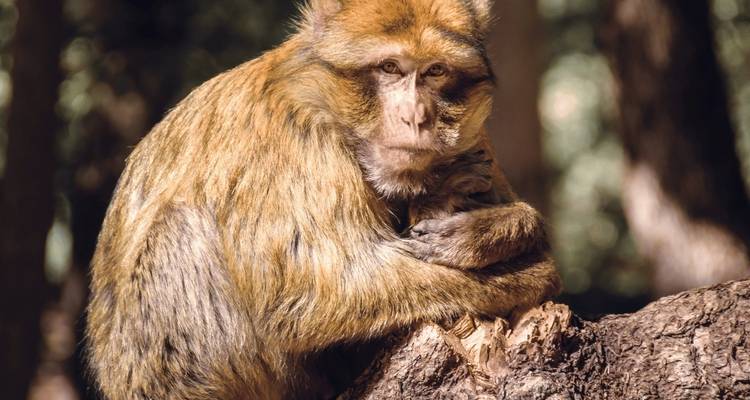 Magot de Barbarie assis sur un tronc d'arbre.