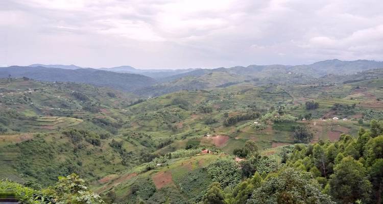 Experience Rwanda Chimps Tracking & Canopy walk in Nyungwe Forest (Exclusively Private) - Devine African Safaris Ltd 2