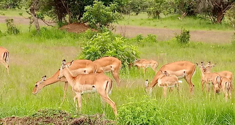 Experiencia Ruanda y Uganda Gorilas + Safari Big 5 - Devine African Safaris Ltd 4