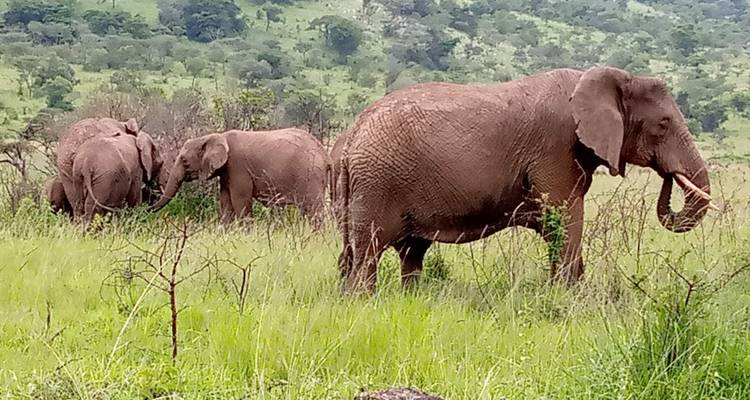 Experiencia Ruanda y Uganda Gorilas + Safari Big 5 - Devine African Safaris Ltd 6