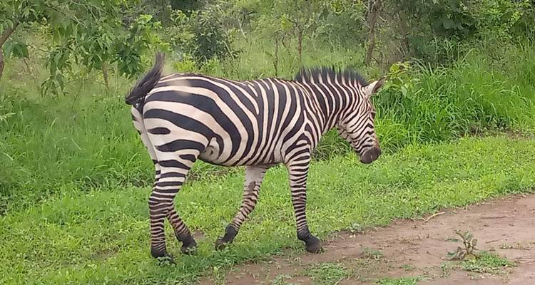 Experiencia Ruanda y Uganda Gorilas + Safari Big 5 - Devine African Safaris Ltd 8