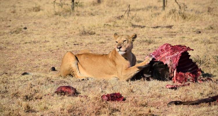 Experiencia Ruanda y Uganda Gorilas + Safari Big 5 - Devine African Safaris Ltd 2