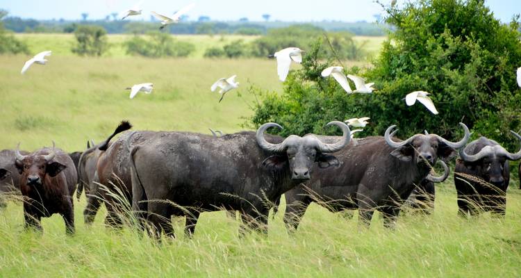 Experiencia Ruanda y Uganda Gorilas + Safari Big 5 - Devine African Safaris Ltd 3