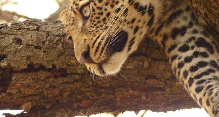Safari de 3 días por el Serengeti y el Ngorongoro - Lights on Africa Destinations & Safaris 2