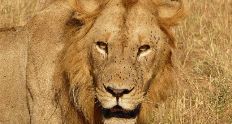 Safari de 3 días por el Serengeti y el Ngorongoro - Lights on Africa Destinations & Safaris 1