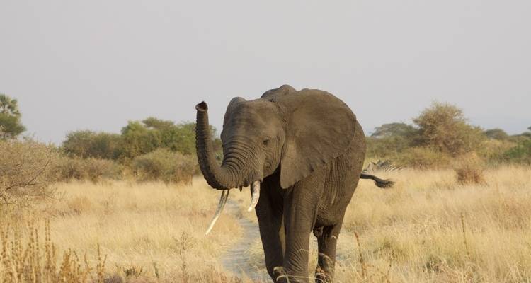 Safari de 3 días por el Serengeti y el Ngorongoro - Lights on Africa Destinations & Safaris 3