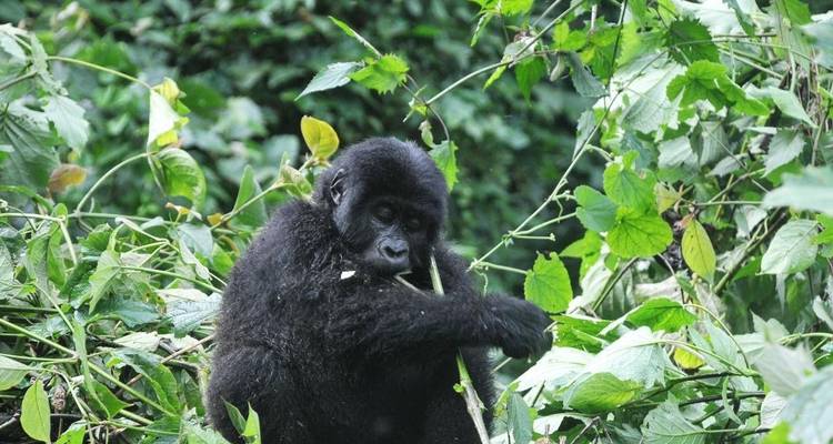 Excursión de 3 días a Ruanda con gorilas y monos dorados - Devine African Safaris Ltd 2