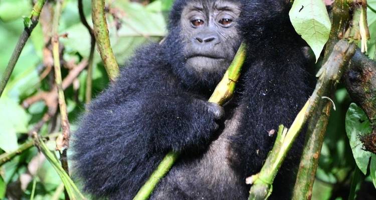 Excursión de 3 días a Ruanda con gorilas y monos dorados - Devine African Safaris Ltd 3