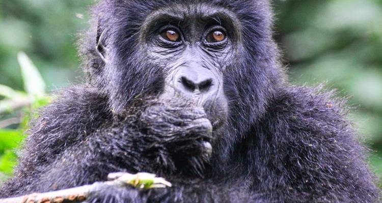 Excursión de 3 días a Ruanda con gorilas y monos dorados - Devine African Safaris Ltd 4