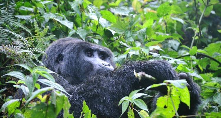 Excursión de 3 días a Ruanda con gorilas y monos dorados - Devine African Safaris Ltd 7