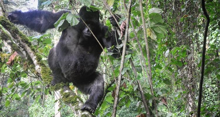 Excursión de 3 días a Ruanda con gorilas y monos dorados - Devine African Safaris Ltd 8