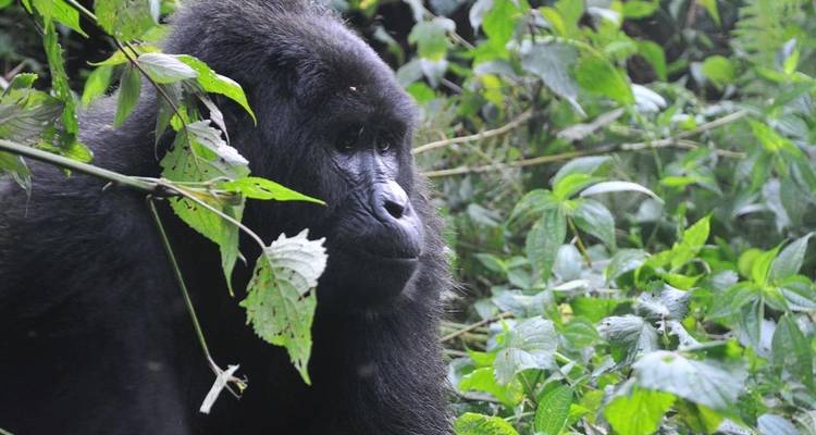 Excursión de 3 días a Ruanda con gorilas y monos dorados - Devine African Safaris Ltd 9
