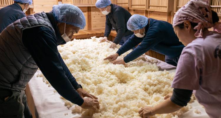 Équipe d'ouvriers masqués étalant du riz cuit à la vapeur sur une table pendant le processus de fermentation du saké.
